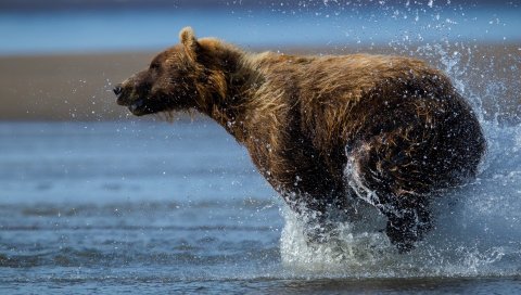 медведь, бегом, вода, мокрый