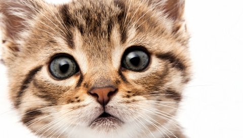 котенок , лицо, пушистый, взгляд