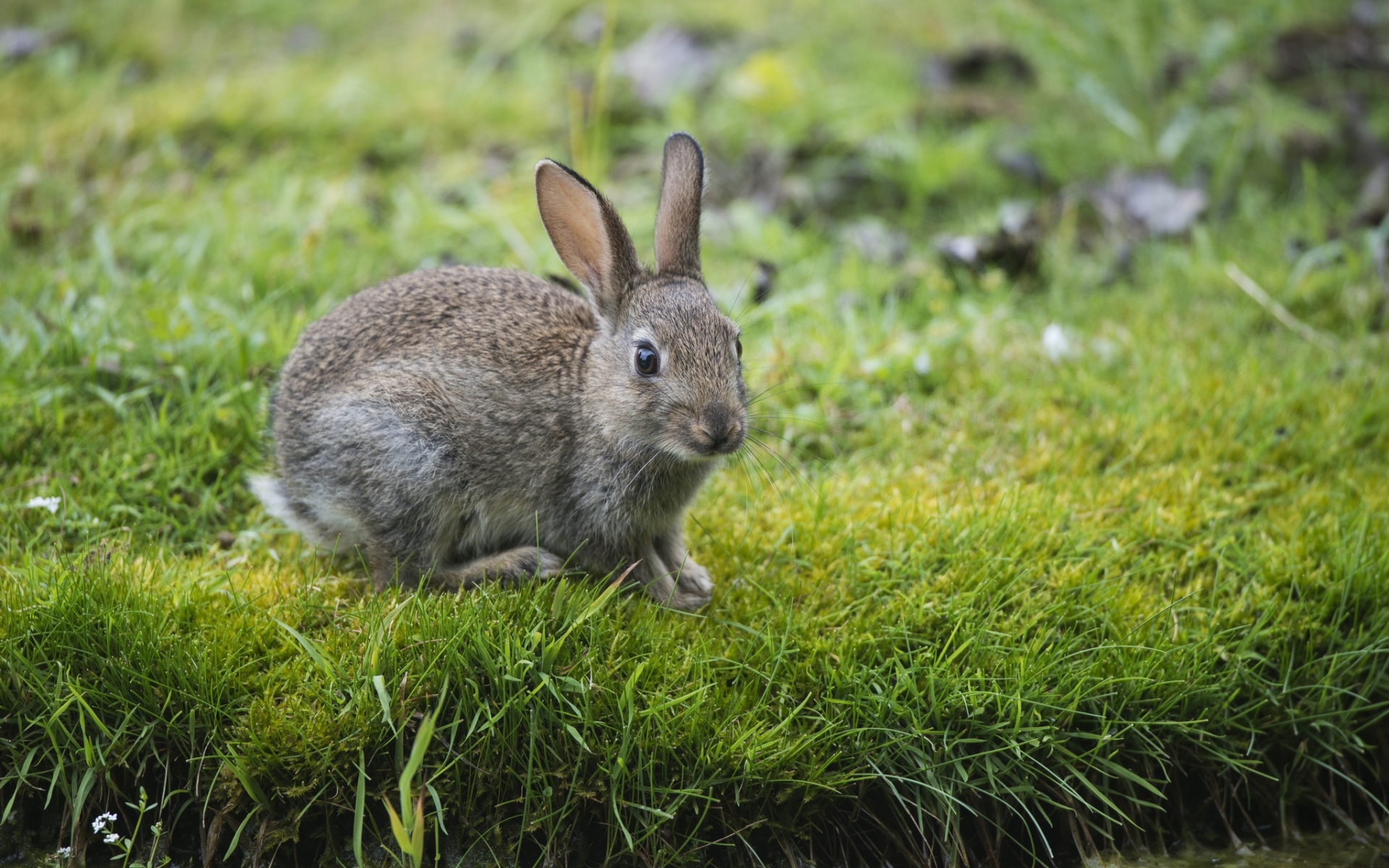 Картинки заяц, кролик, трава, смотреть фото и обои на рабочий стол