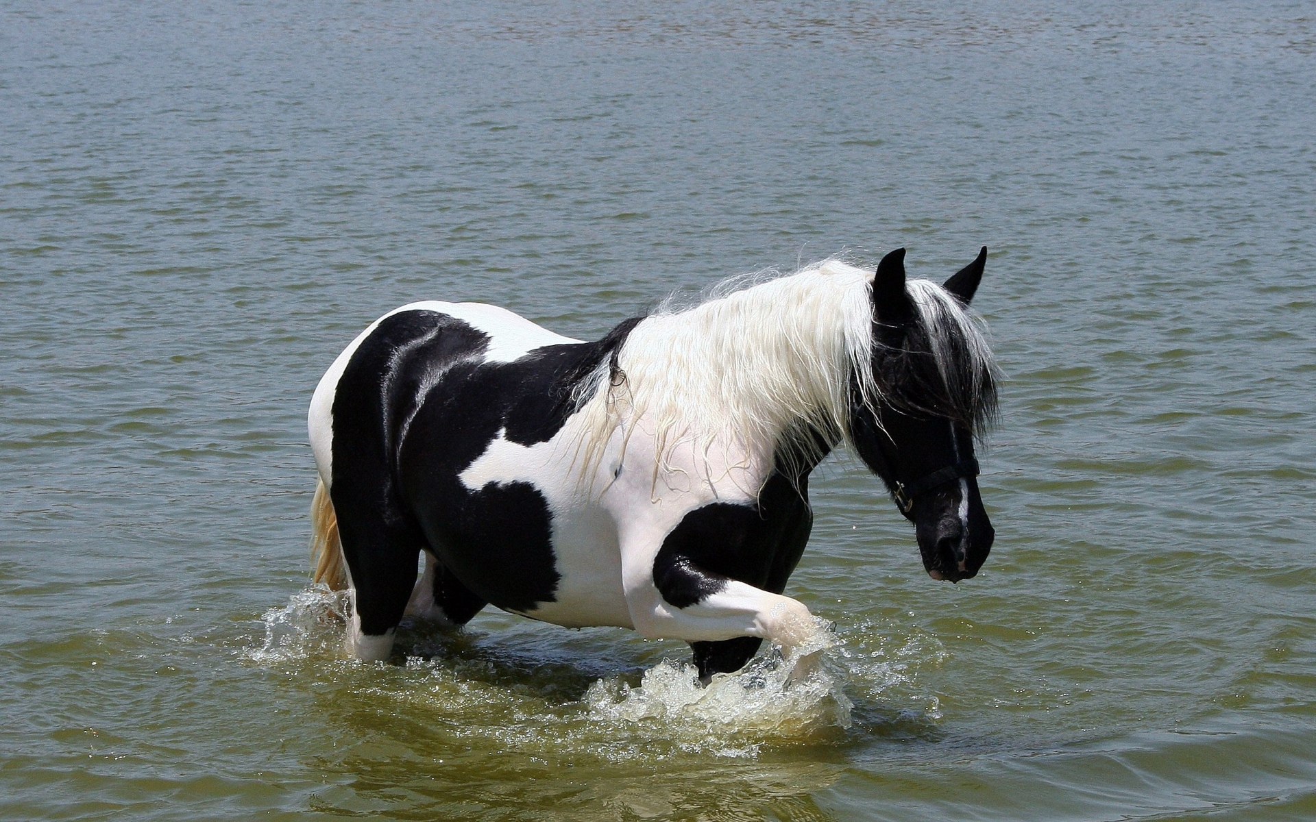 Картинки лошадь, вода, плавание фото и обои на рабочий стол