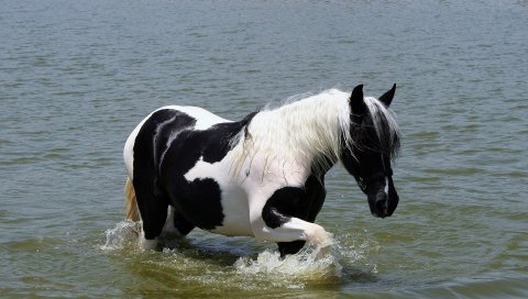 лошадь, вода, плавание