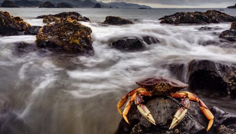 краб, море, клешни, камни