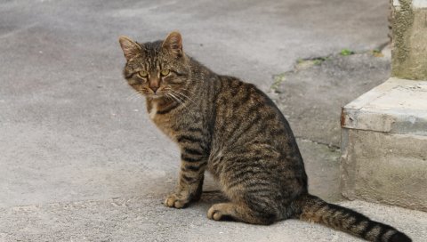 кошки, бездомные, сидя, полосатый