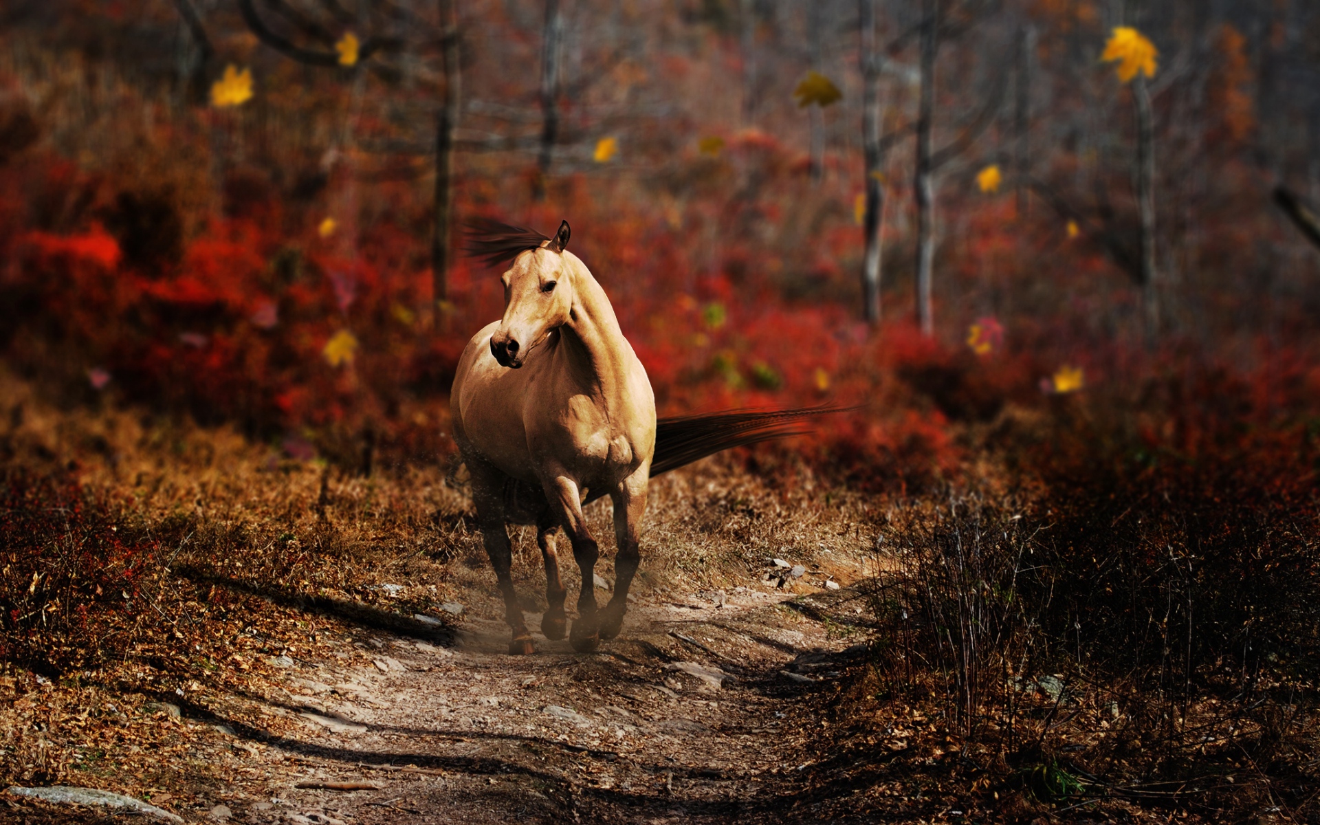 Horses fall. Лошадь осень. Лошади на фоне осени. Лошадь в лесу. Лошади Эстетика осень.