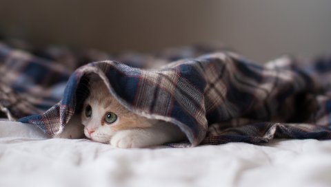 Котенок, одеяло, ложь, скрыть