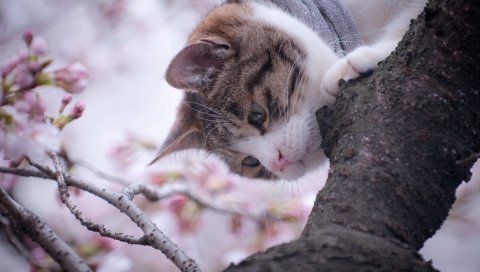 Кошка, лицо, скалолазание деревьев
