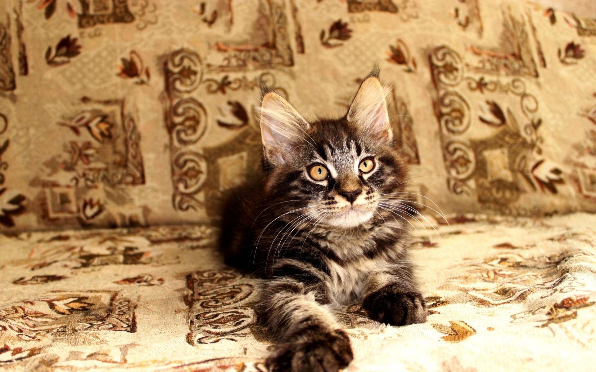 Картинки Котенок, лицо, ложь фото и обои на рабочий стол