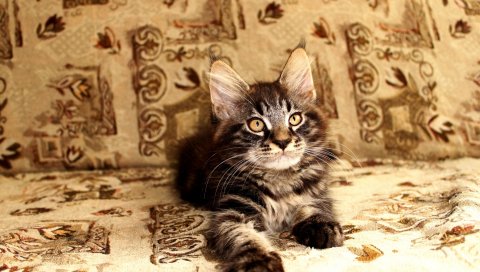 Котенок, лицо, ложь