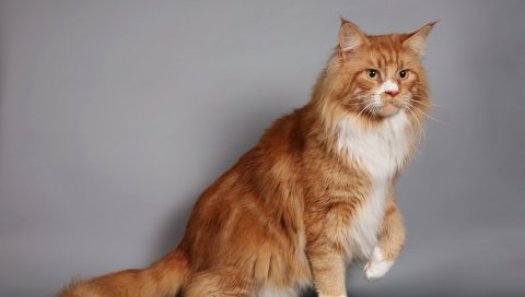 Кошка, пушистая, толстая, мейн-кун