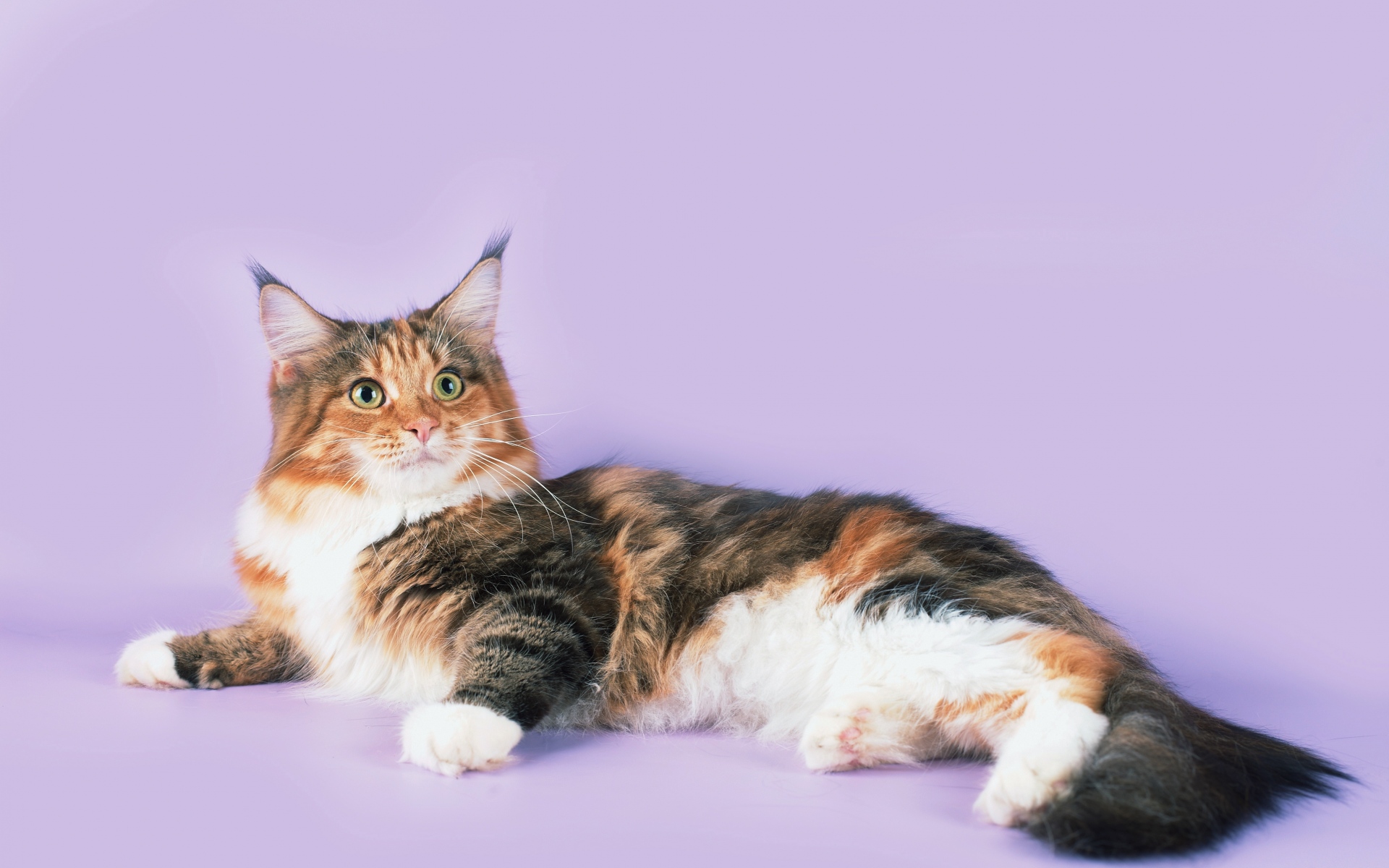 Картинки Кошка, лежа, пятнистая, мейн-кун фото и обои на рабочий стол