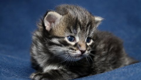 Котенок, полосатый, лицо