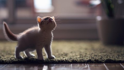 Котенок, взгляд, тень, мат, пол