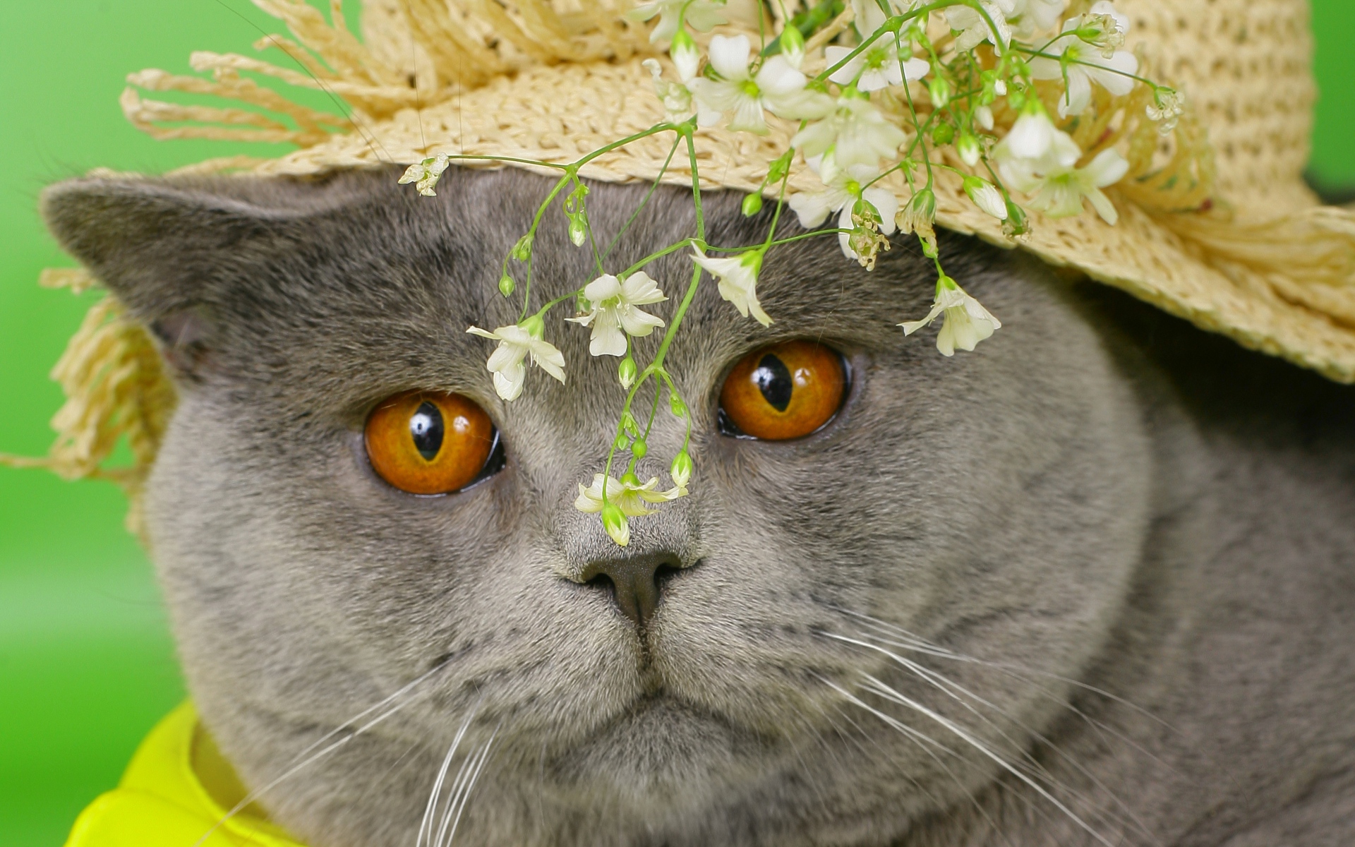 Картинки Кошка, лицо, бритон, шляпа, цветы фото и обои на рабочий стол
