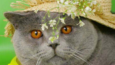 Кошка, лицо, бритон, шляпа, цветы