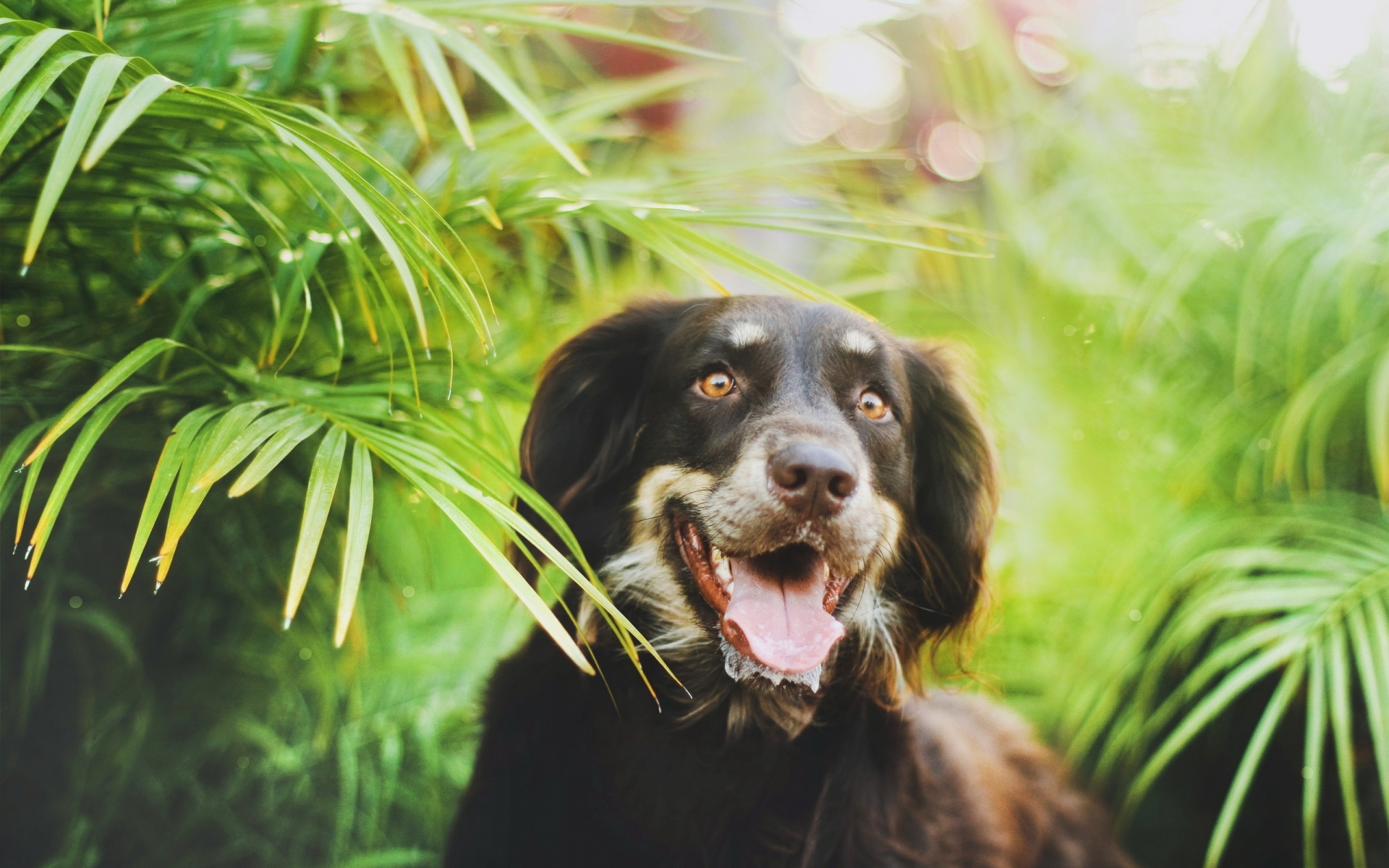 Картинки Собака, растения, листья, лицо фото и обои на рабочий стол