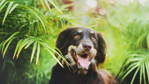 Собака, растения, листья, лицо
