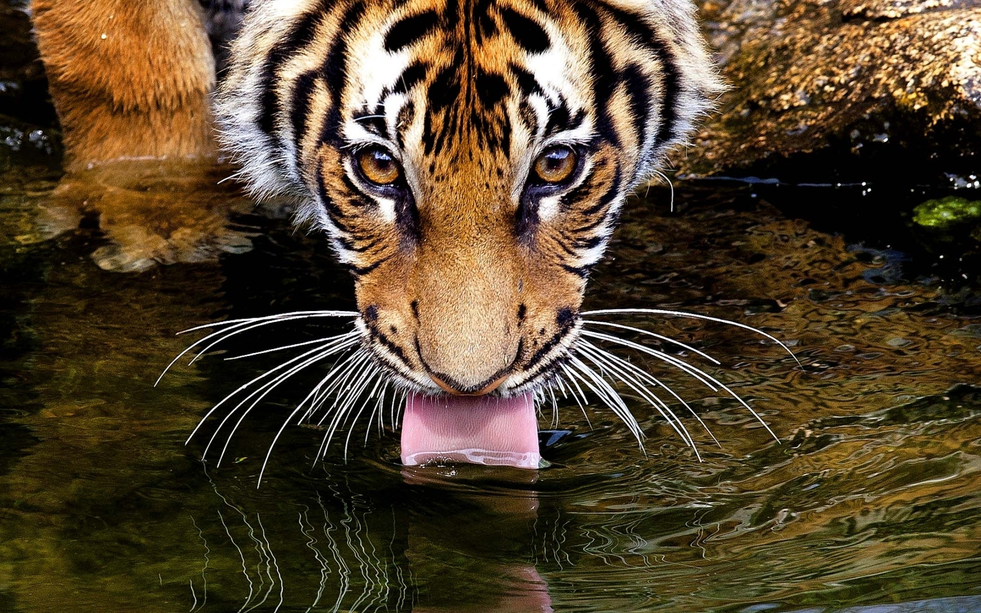 Картинки Тигр, лицо, вода, жажда, жажда, язык фото и обои на рабочий стол
