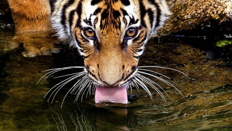 Тигр, лицо, вода, жажда, жажда, язык