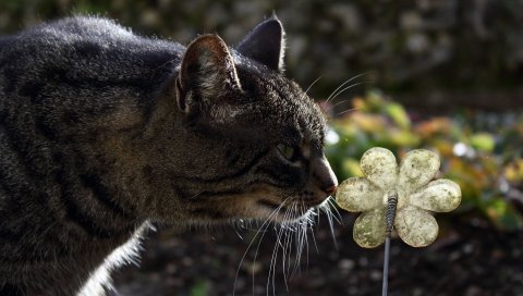 Кошка, лицо, полосатый, цветок