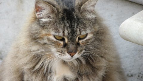 Кошка, пушистая, лицо