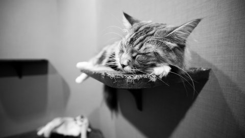 Кошка, лежа, полки, черно-белые