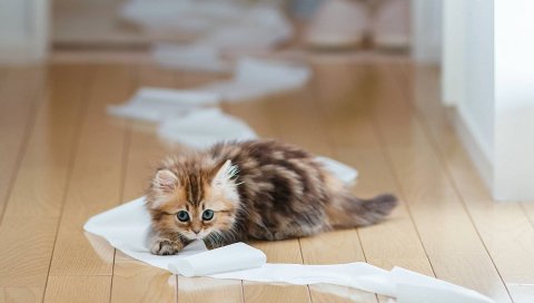 Котенок, бумага, паркет, ложь