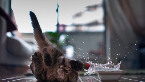 Кошка, пол, чаша, спрей, игривый