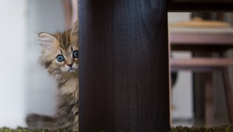 Котенок, пушистый, скрыть