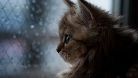 Котенок, лицо, пушистый, взгляд, темный