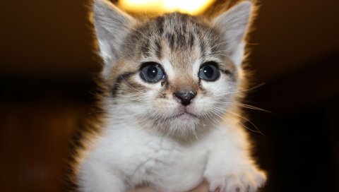 Котенок, лицо, рука, взгляд