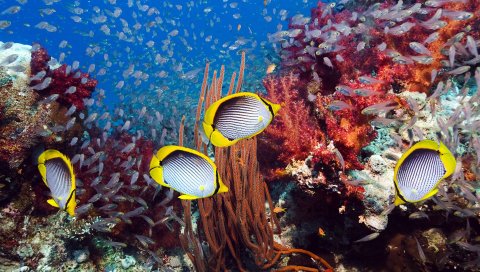 Подводные, рыбные, морские водоросли