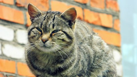 Кошка, табби, глаза, бездомные
