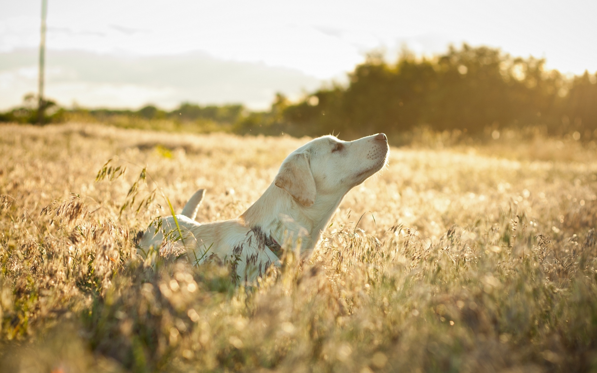 Картинки Собака, лабрадор, лицо, трава, ходьба, солнце фото и обои на рабочий стол