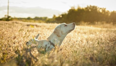 Собака, лабрадор, лицо, трава, ходьба, солнце