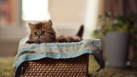 Котенок, пушистый, корзина, материал