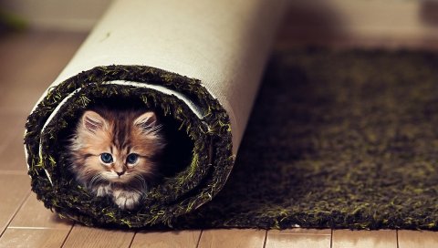 Кошка, пушистый, взгляд, ковер, скрученный