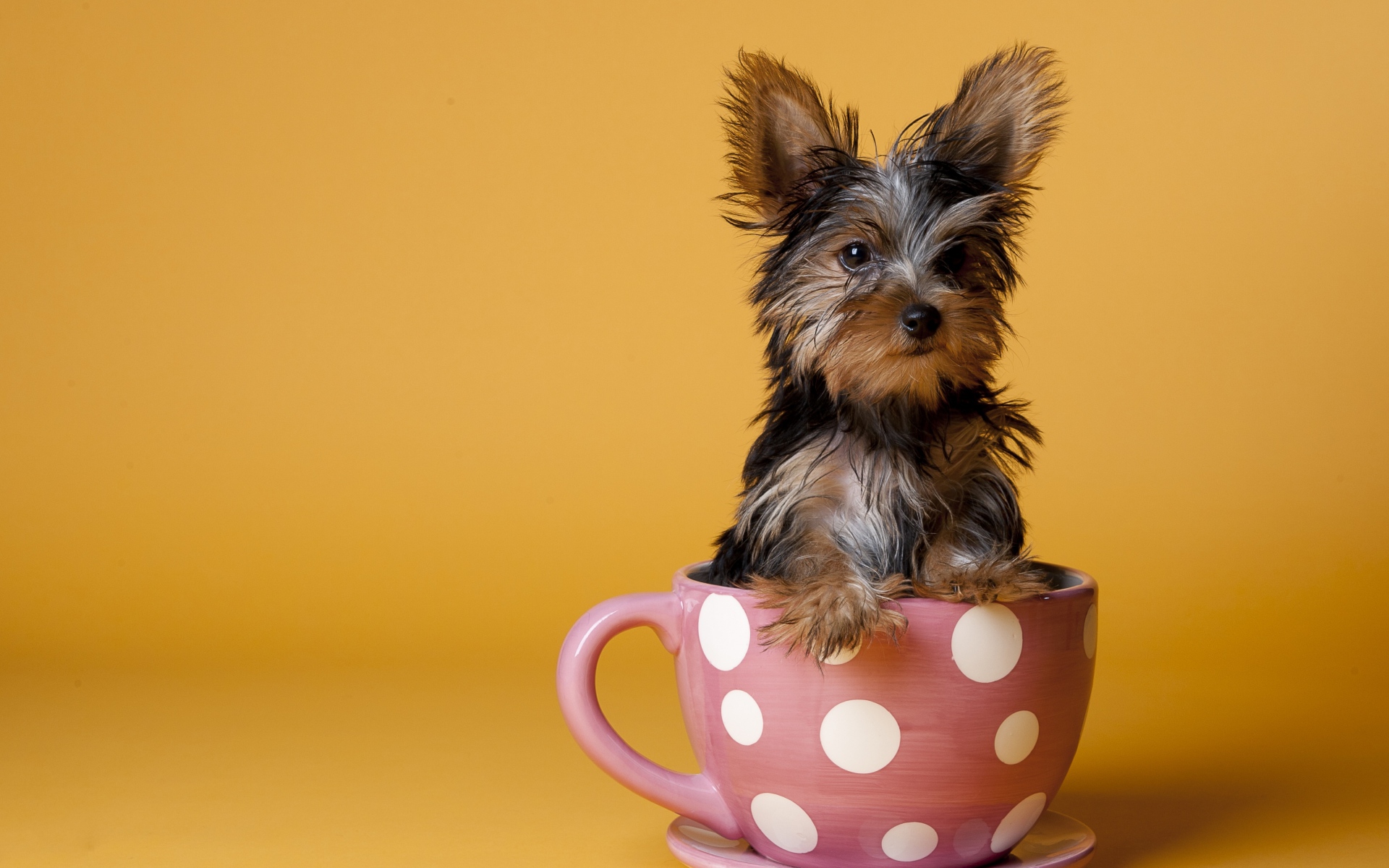 Картинки Йоркширский терьер, чашка, щенок, собака, сидеть фото и обои на рабочий стол