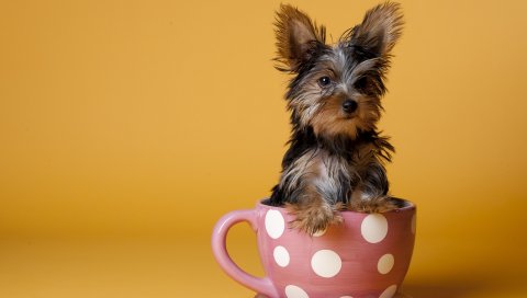 Йоркширский терьер, чашка, щенок, собака, сидеть