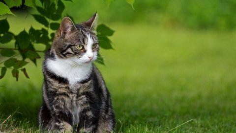 Кошка, жир, трава, сидеть