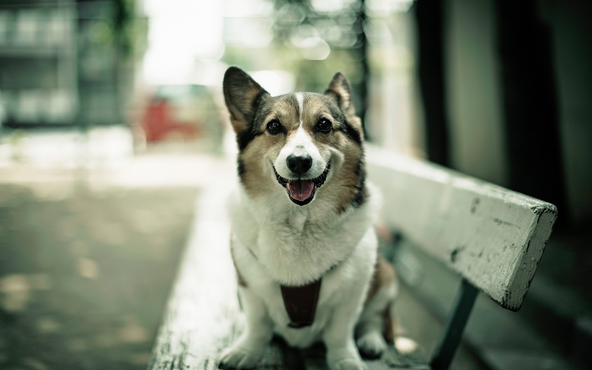 Картинки Собаки, счастливые, скамейка, сидеть, открытый рот фото и обои на рабочий стол