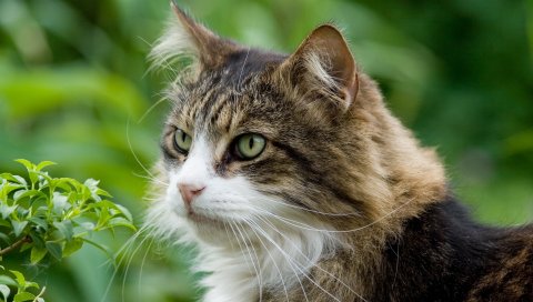 Кошка, пушистая, трава, пятнистая, морда