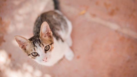 Котенок, вид сверху, взгляд