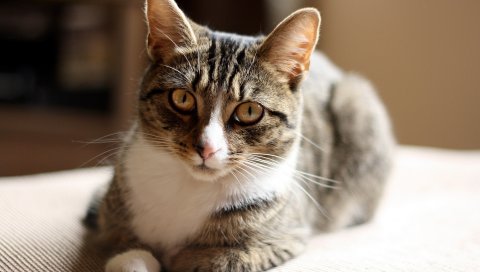 Кот, лежа, кровать, пятнистый