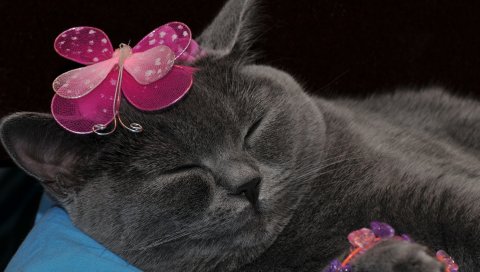 Кошка, британия, сон, украшение