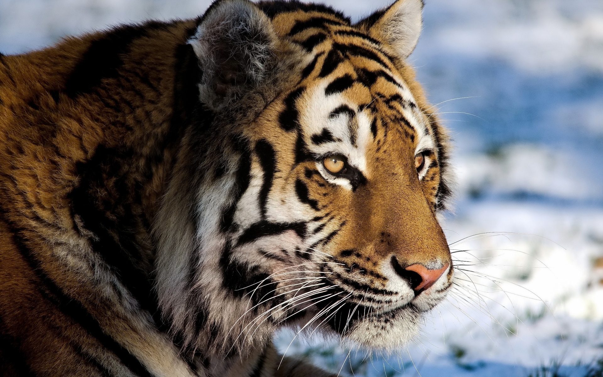 Картинки Тигр, хищник, снег, большой кот, часы фото и обои на рабочий стол
