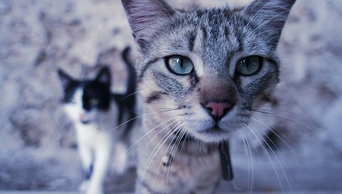 Кошки, пара, лицо, любопытство