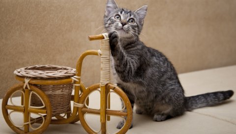 Котенок, изобретение, велосипед