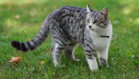 Кошка, трава, прогулка, пятнистый