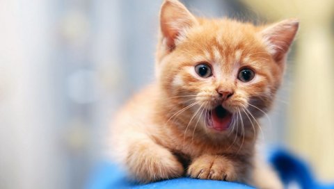 Котенок, лицо, размытие, взгляд