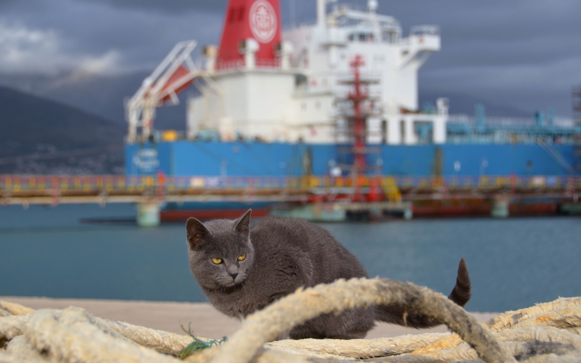 Картинки Кошка, корабль, сидеть, море фото и обои на рабочий стол